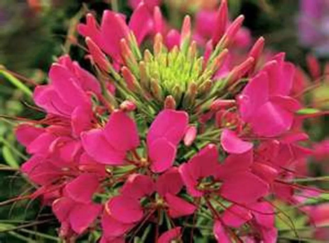 Raspberry Spider Seeds 100 Pack - Clome Spinosa Perennial Flower for Bees, Pollinator Garden, Easy to Grow