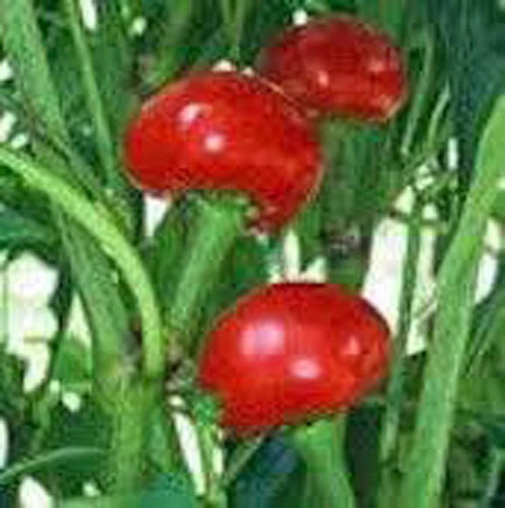Red Sweet Cherry Pepper Seeds – Heirloom, Non-GMO, Capsicum annuum, 100+ Seeds for Garden, Container, or Salad Use