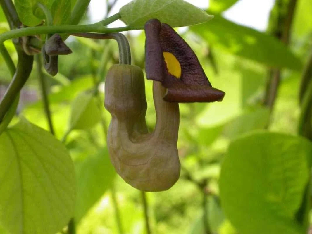 Pipevine Seeds 20 - Aristolochia durior - Exotic Climbing Plant with Pipe-Shaped Flowers for Garden Trellises