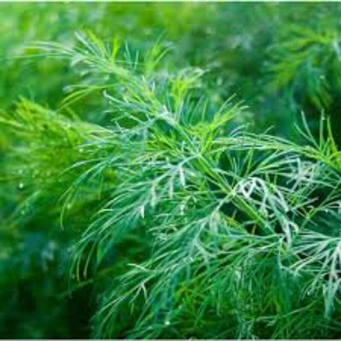 Dill Seeds Dukat Variety 500+ Non-GMO Anethum Graveolens Culinary Herb