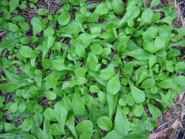 French Corn Salad Seeds - Over 500 Valerianella locusta Herb Seeds for Salad, Garnish & Cooking