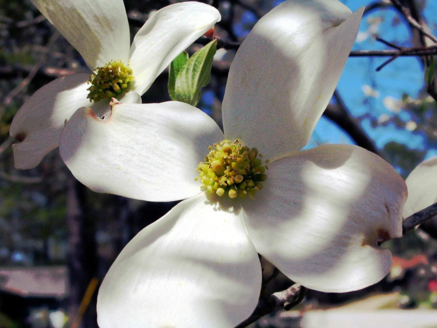 Dogwood Tree Seeds - Flowering Variety - Cornus florida - Deciduous Tree for Gardening, Landscape, Wildlife, Ornamental