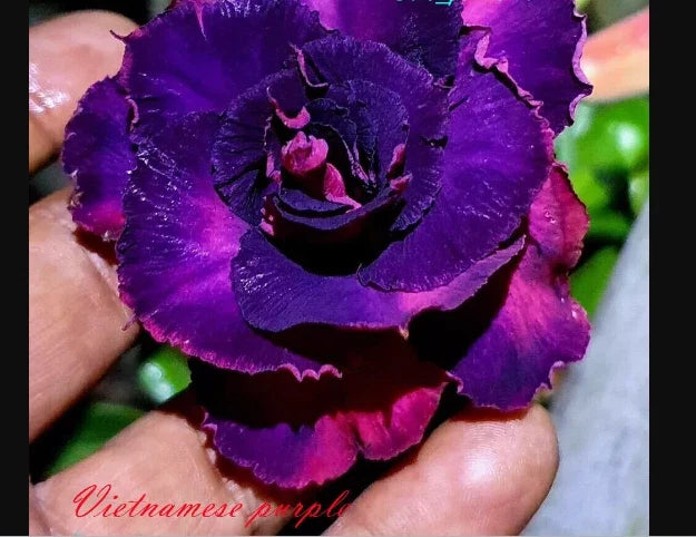 Desert Rose Seedling - Small Purple Adenium Obesum Plant, Rooted 4-6 Inches, Drought-Tolerant, Indoor & Outdoor Garden Plant