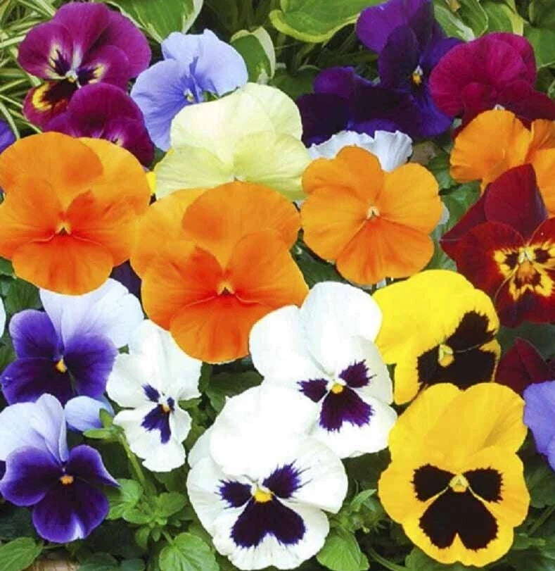 Pansy Seeds Swiss Giant Mix - 100+ Non-GMO Viola tricolor var. hortensis Biennial Flower Seeds