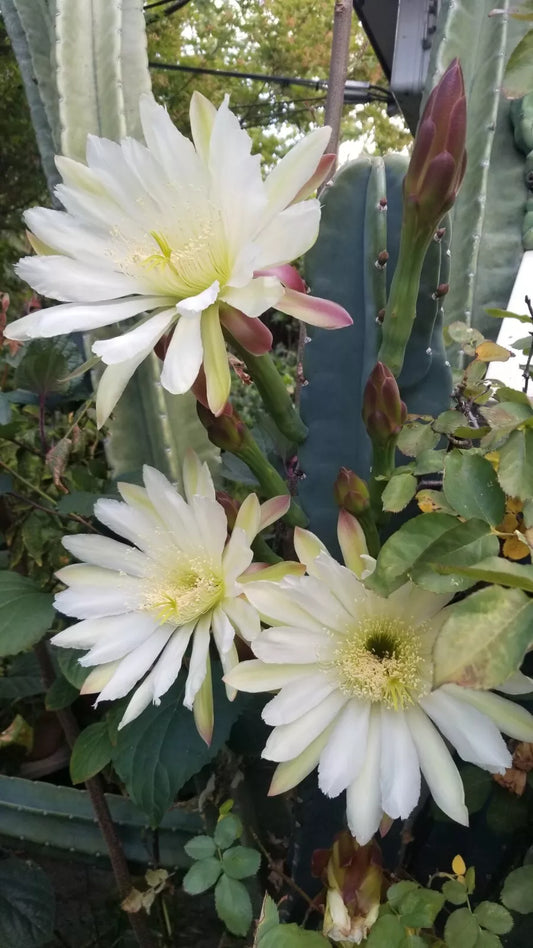 10 Inch Cactus Cutting Opuntia Succulent Propagation Plant Indoor Outdoor