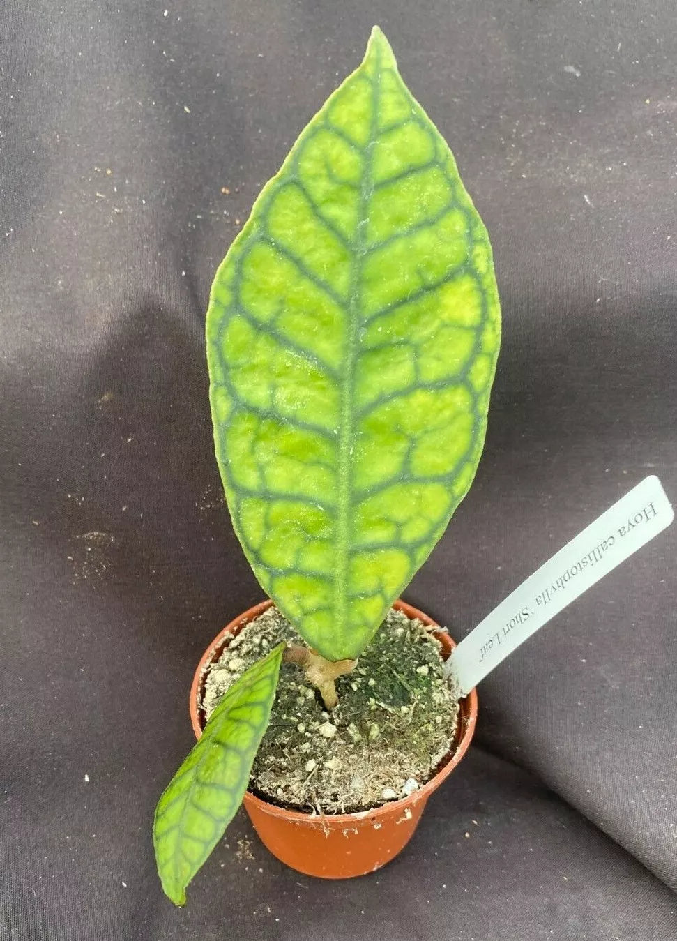 Hoya Callistophylla 'Short Leaf' Rooted Plant in 2.5" Pot, Indoor Houseplant, Easy Care, Compact Foliage, Climbing or Trailing