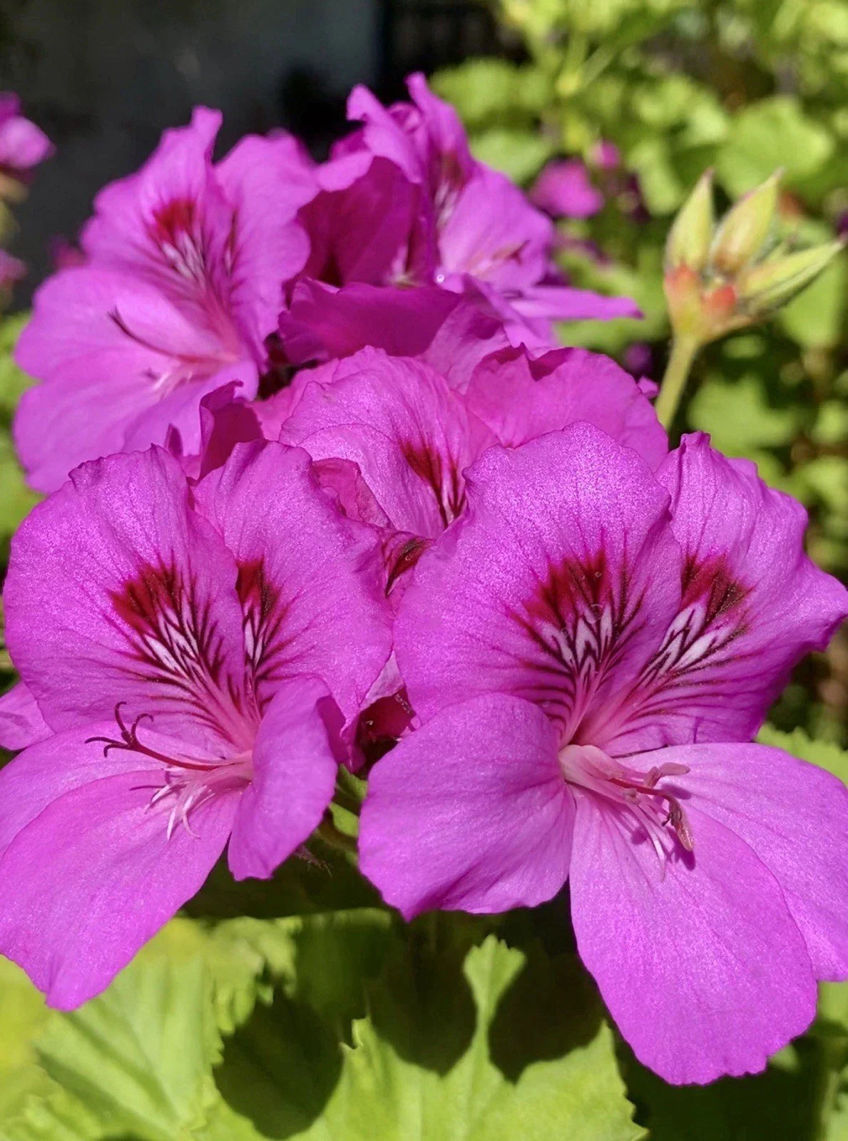 Fresh Organic Geranium Pink Purple Cuttings 3-Pack Pelargonium for Rooting