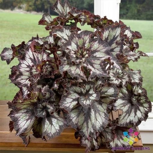 Super Curl Begonia Seeds - 25+ Pack - USA Grown Begonia x semperflorens for Home Gardens