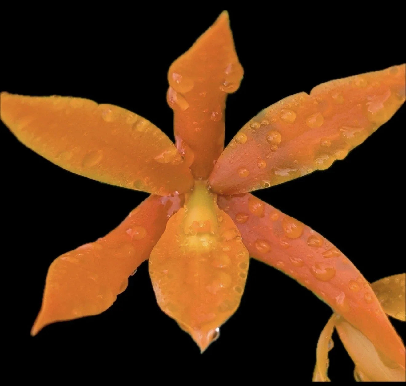 Guaricyclia QF 'Alani Pua Orchid Plant Aurantiaca - Super Bare Root Epiphytic Orchid for Indoor & Outdoor Gardening