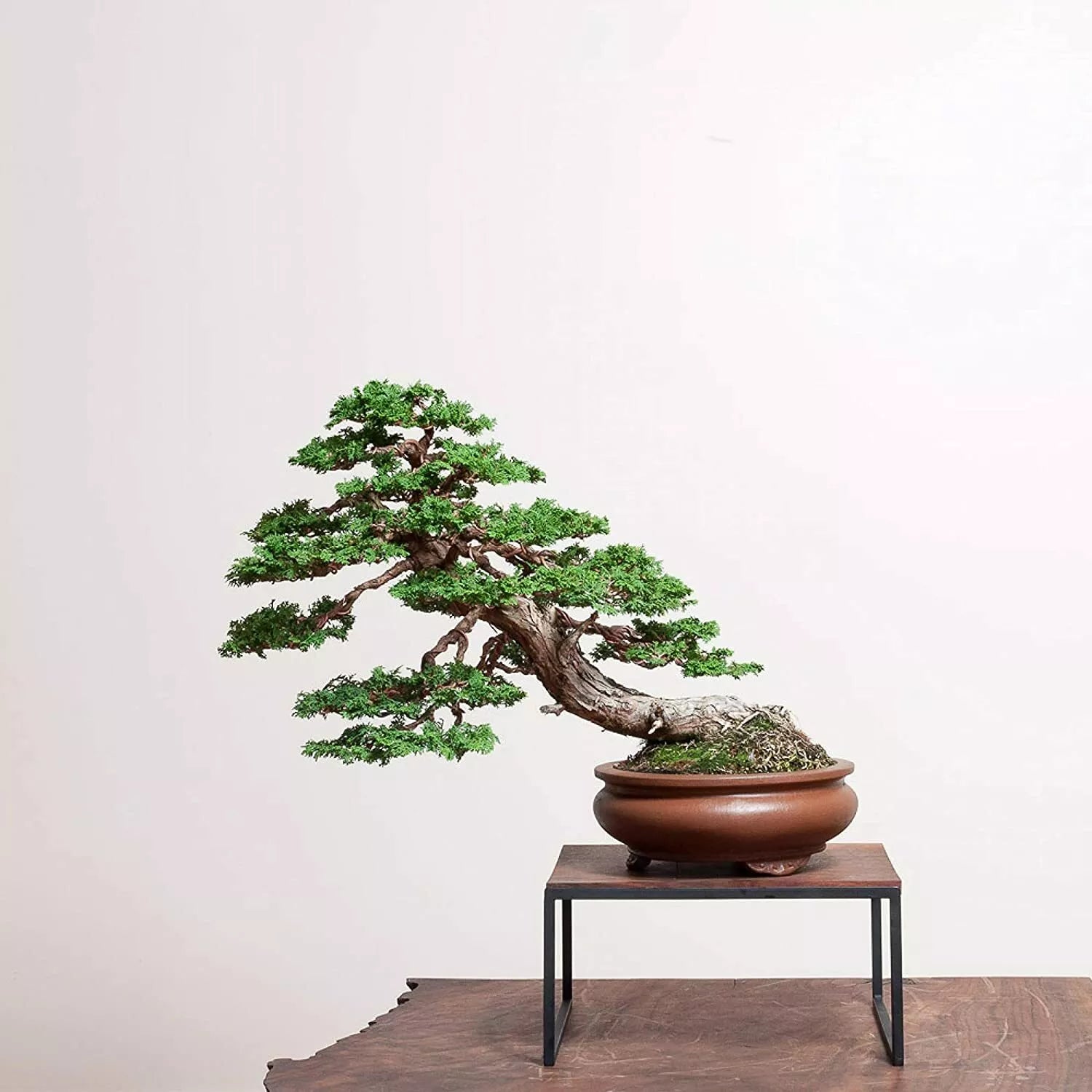 Hinoki Cypress Bonsai Tree Seeds - 20 Count, Evergreen, Chamaecyparis obtusa, Compact Growth, Indoor & Outdoor Gardening