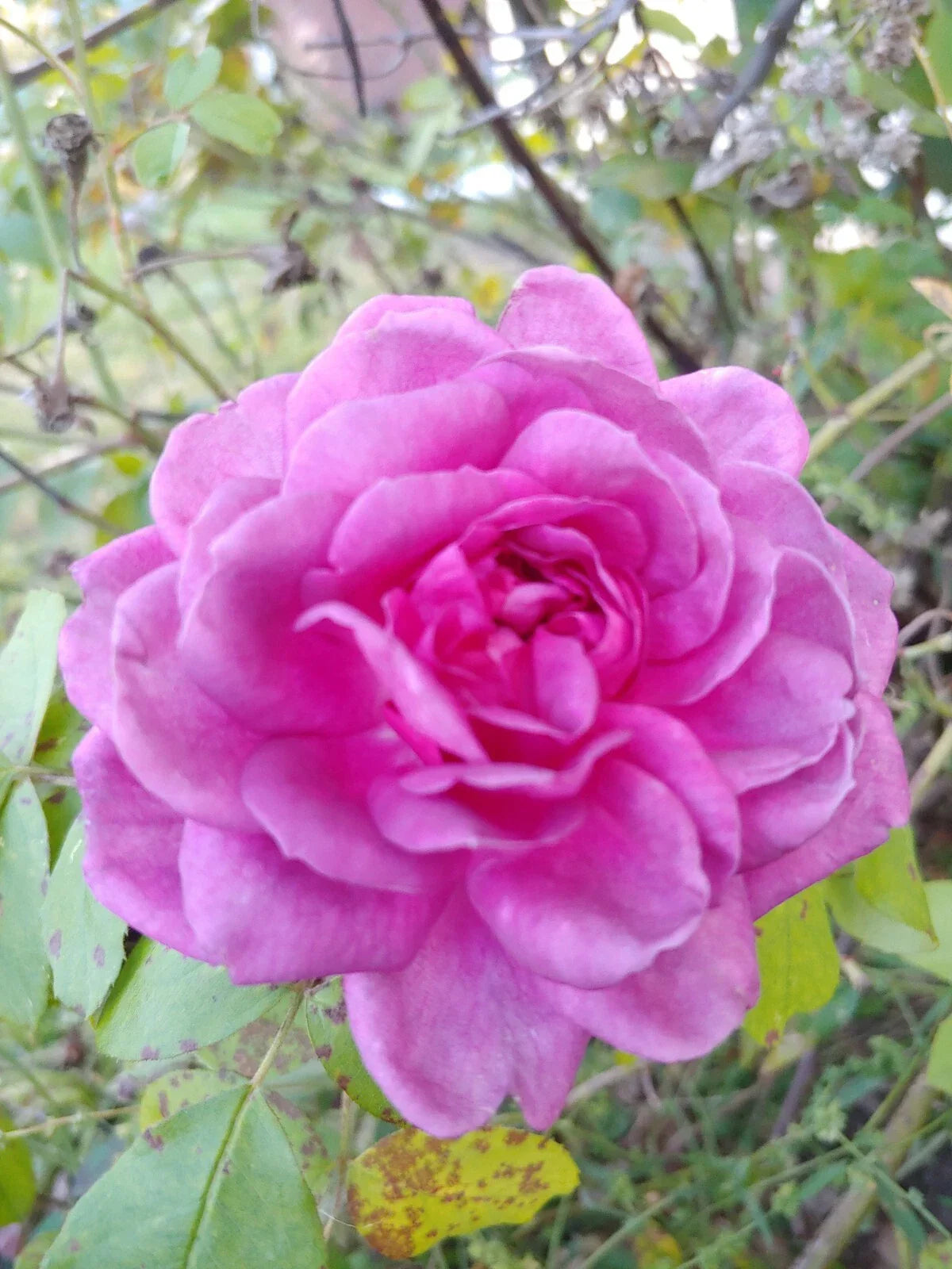 Rose Cuttings 4"-6" Lavender Crush | Edible Jelly & Drink | Rosa spp.
