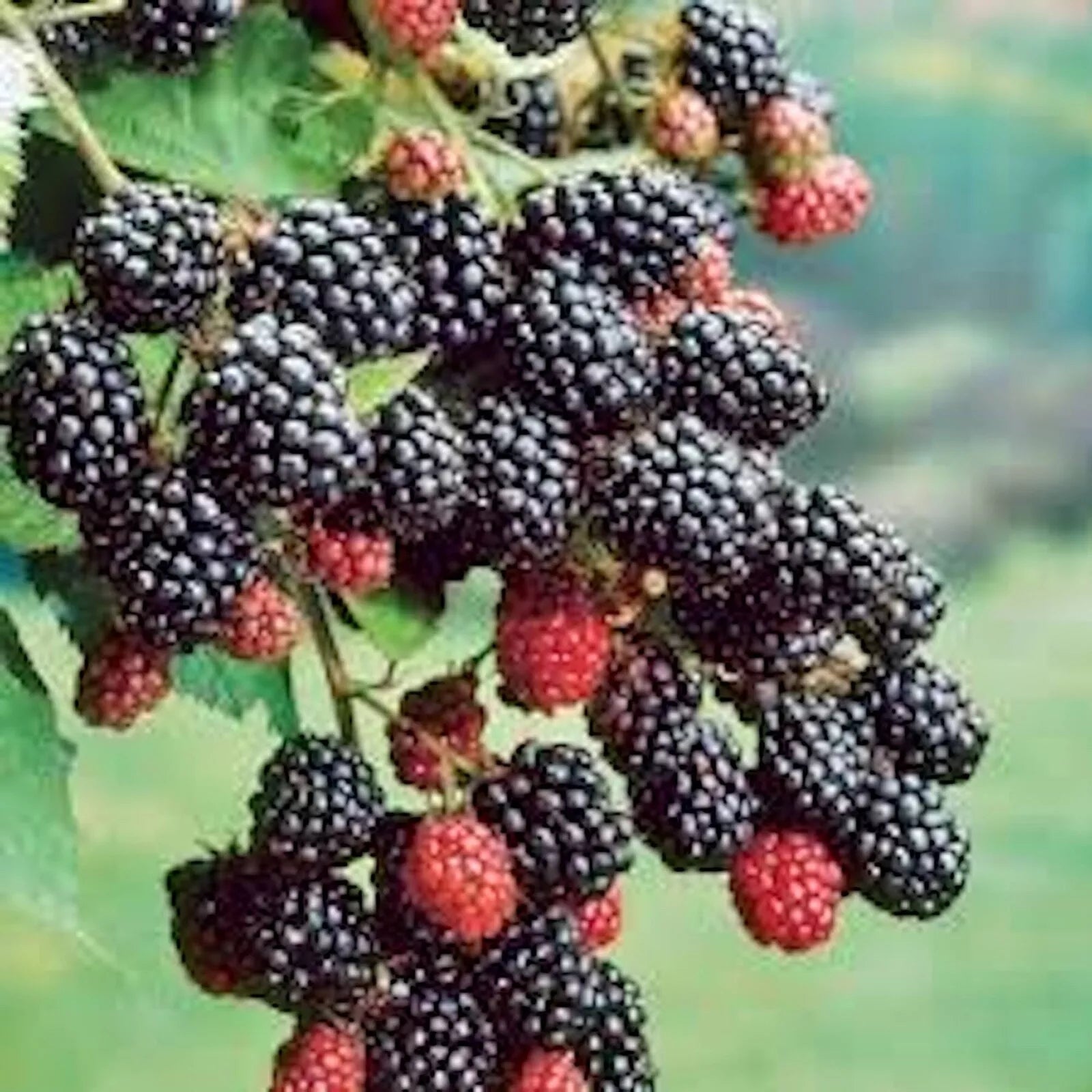 Prime-Ark 45 Blackberry Plant - Floricane Bare Root Edible Fruit, High Antioxidant, Easy Care, Home Garden, Rubus spp.