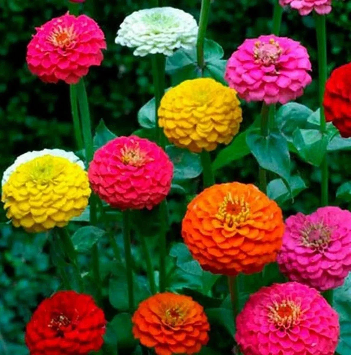 Zinnia Seeds - 100+ Pack - Cut and Come Again - Attracts Butterflies & Hummingbirds