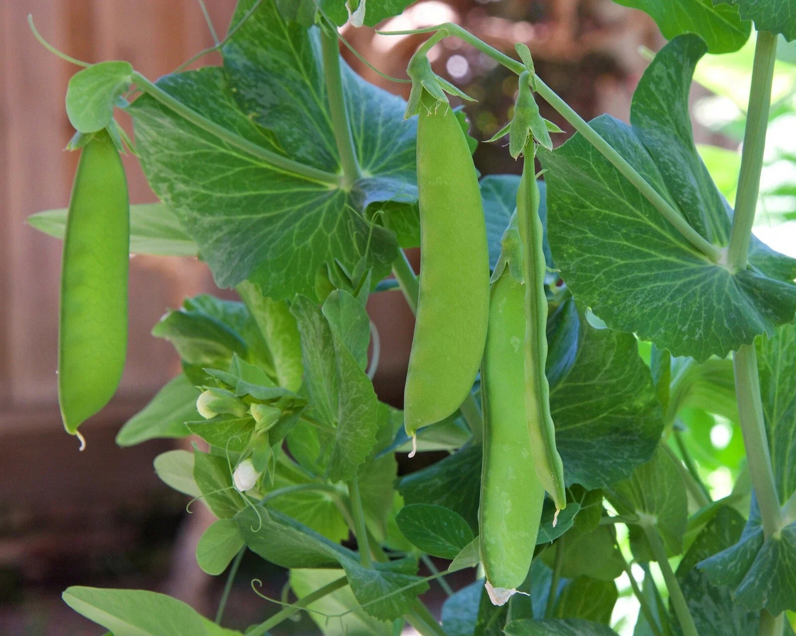 Snow Pea Seeds - Dwarf Sugar Grey - Chinese Stir Fry Snap Peas - Edible Asian Vegetable - Pisum sativum var. saccharatum