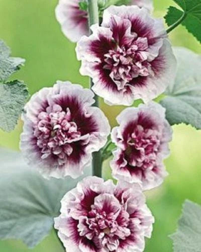 25 Double Purple Hollyhock Seeds | Perennial Flower Seeds | Alcea rosea | Vibrant Purple Blooms for Gardens