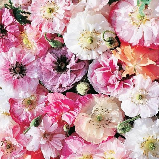 Poppy Seeds 300 Count - ANGEL'S CHOIR WHITE Mix - Non-GMO Flower Seeds for Spring & Fall Planting - Papaver somniferum