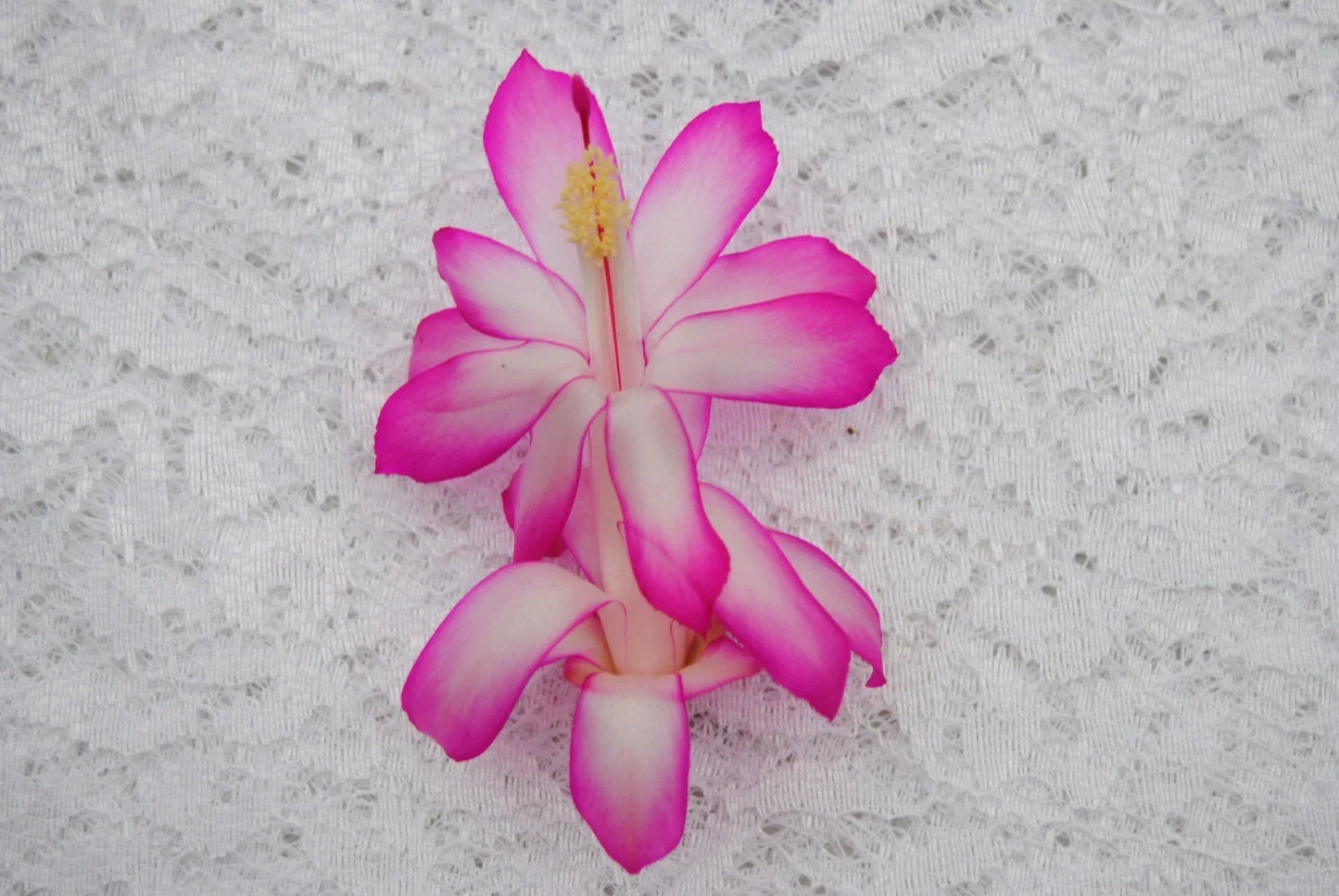 Christmas Cactus Starter Plant - Healthy Rocket Variety Schlumbergera Truncata for Easy Growth