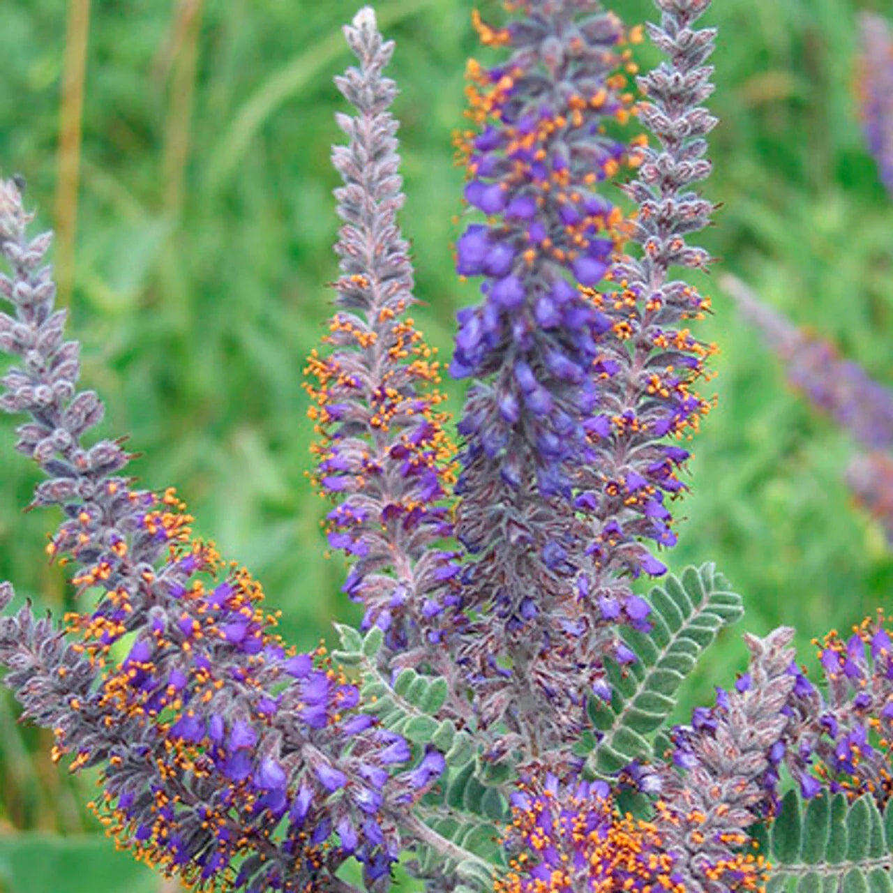 115 Seeds Lead Plant Amorpha canescens Drought Tolerant Perennial GroCo USA