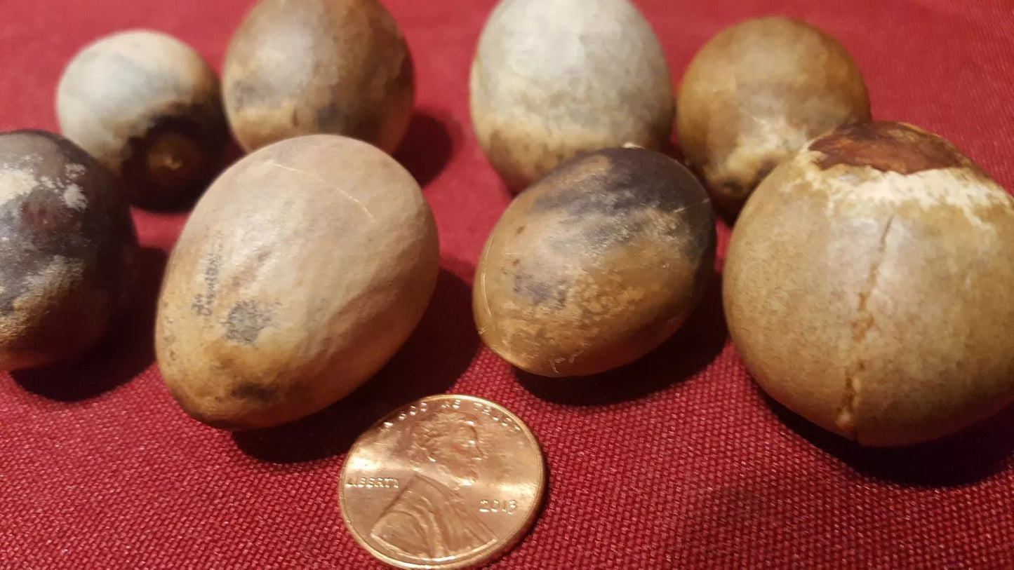 Avocado Fruit Tree Seeds - 8 Pack Hass Variety Persea americana for Home Gardening