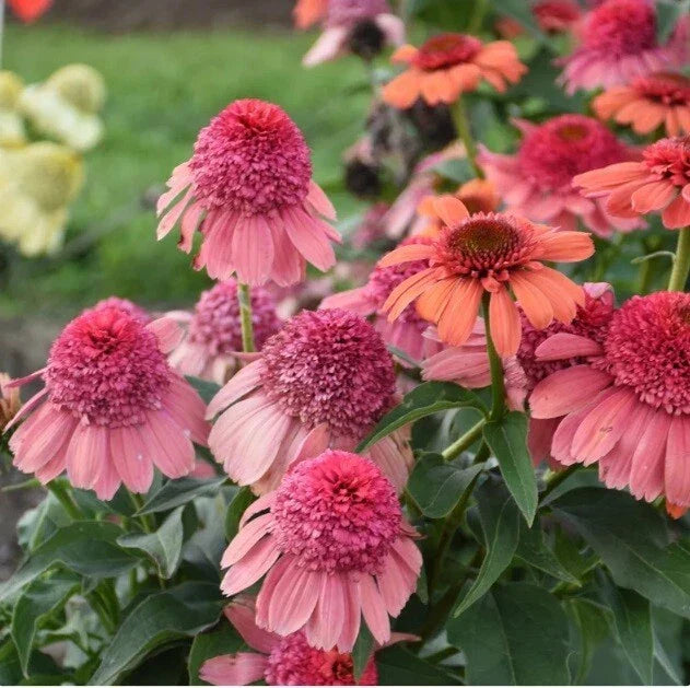 50 Rainbow Sherbert Coneflower Seeds - Echinacea Purpurea Perennial Flowers
