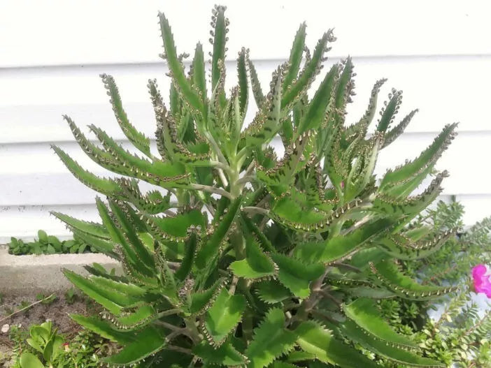 Kalanchoe Starter Plants, Mother of Thousands, 3-6 Inches, Succulent, Kalanchoe daigremontiana, Indoor & Outdoor