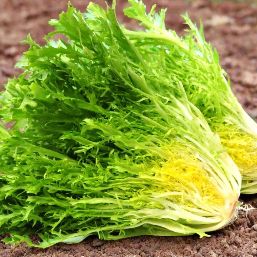 Frisee Endive Seeds - Leafy Green, Curly Yellow-Green Chicory, Cichorium endivia, for Salad and Gourmet Cooking