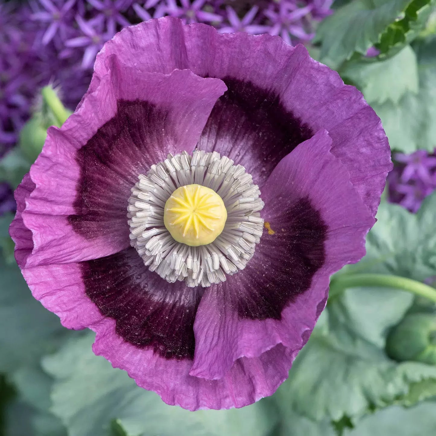 Hungarian Breadseed Poppy Seeds - Purple - Non-GMO - 1000 Seeds - Papaver somniferum