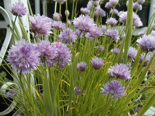 Chives Onion Seeds - 800 Seeds - Indoor Windowsill Herb - Allium schoenoprasum Seed Pack