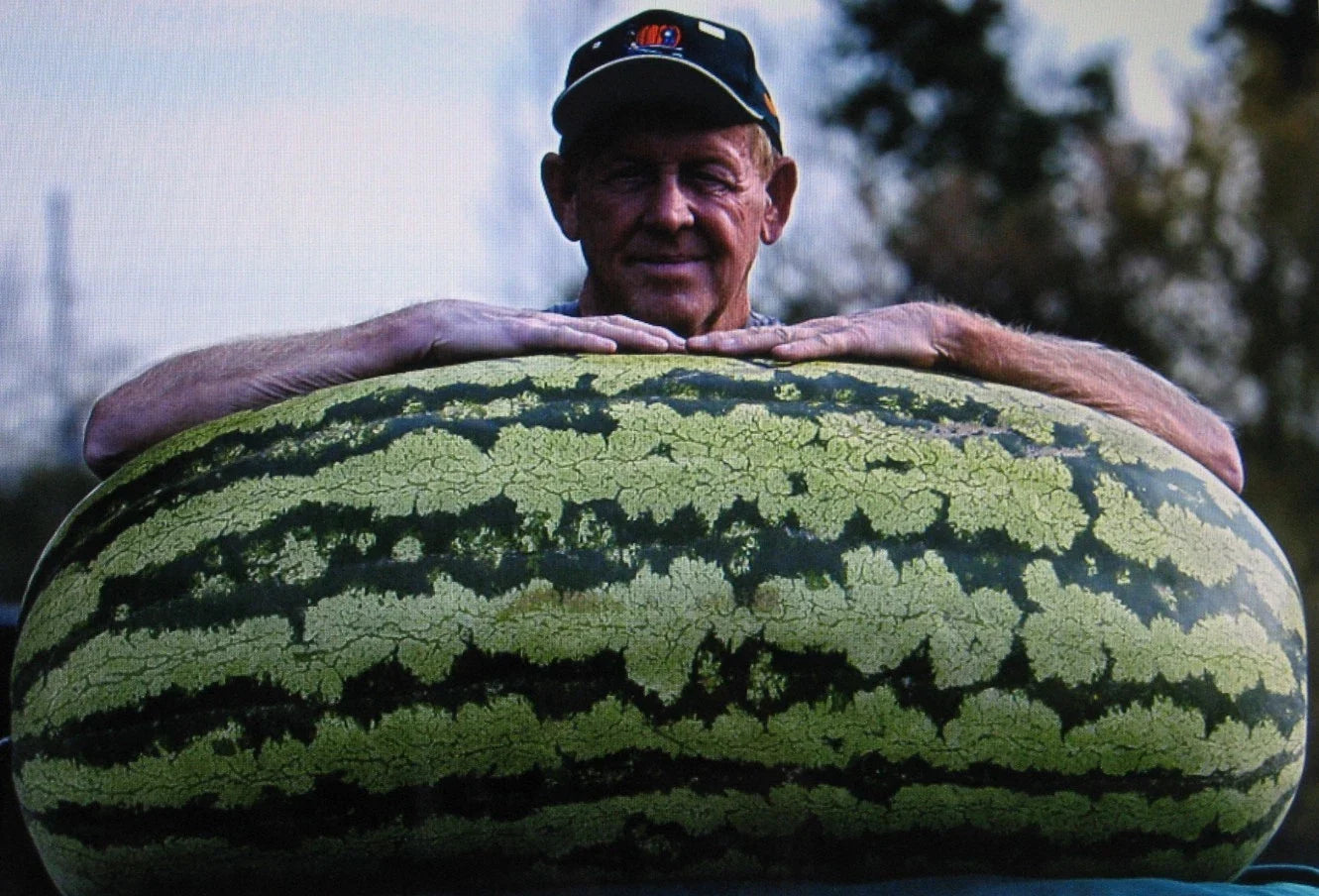 Bulk Watermelon Seeds - 400 Seeds, Competition Hybrid, Citrullus lanatus, Large Sweet Fruit, Disease-Resistant, Vining Plant