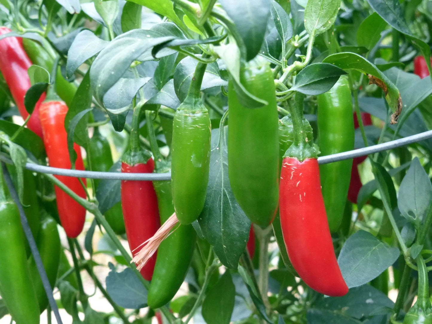 Serrano Hot Chili Pepper Seeds NON-GMO - Capsicum annuum for Salsa & Pico de Gallo