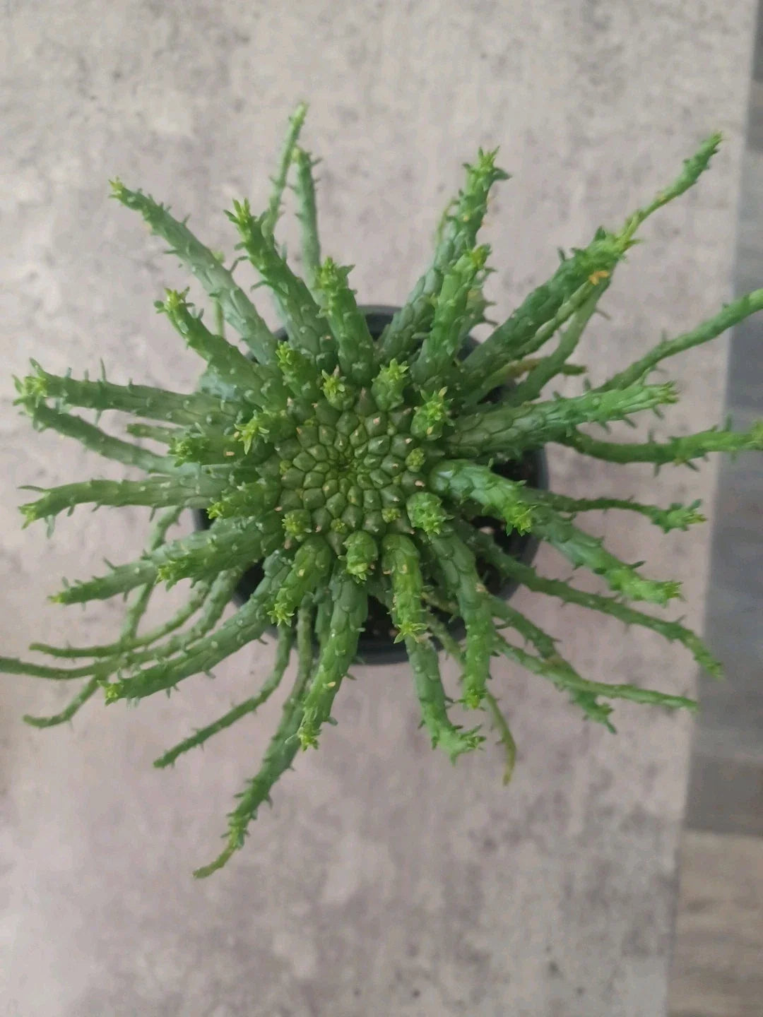 Euphorbia flanaganii Medusa's Head Succulent in 4" Pot, Unique Curly Tentacle Plant, Rooted Succulent for Indoor & Outdoor Display