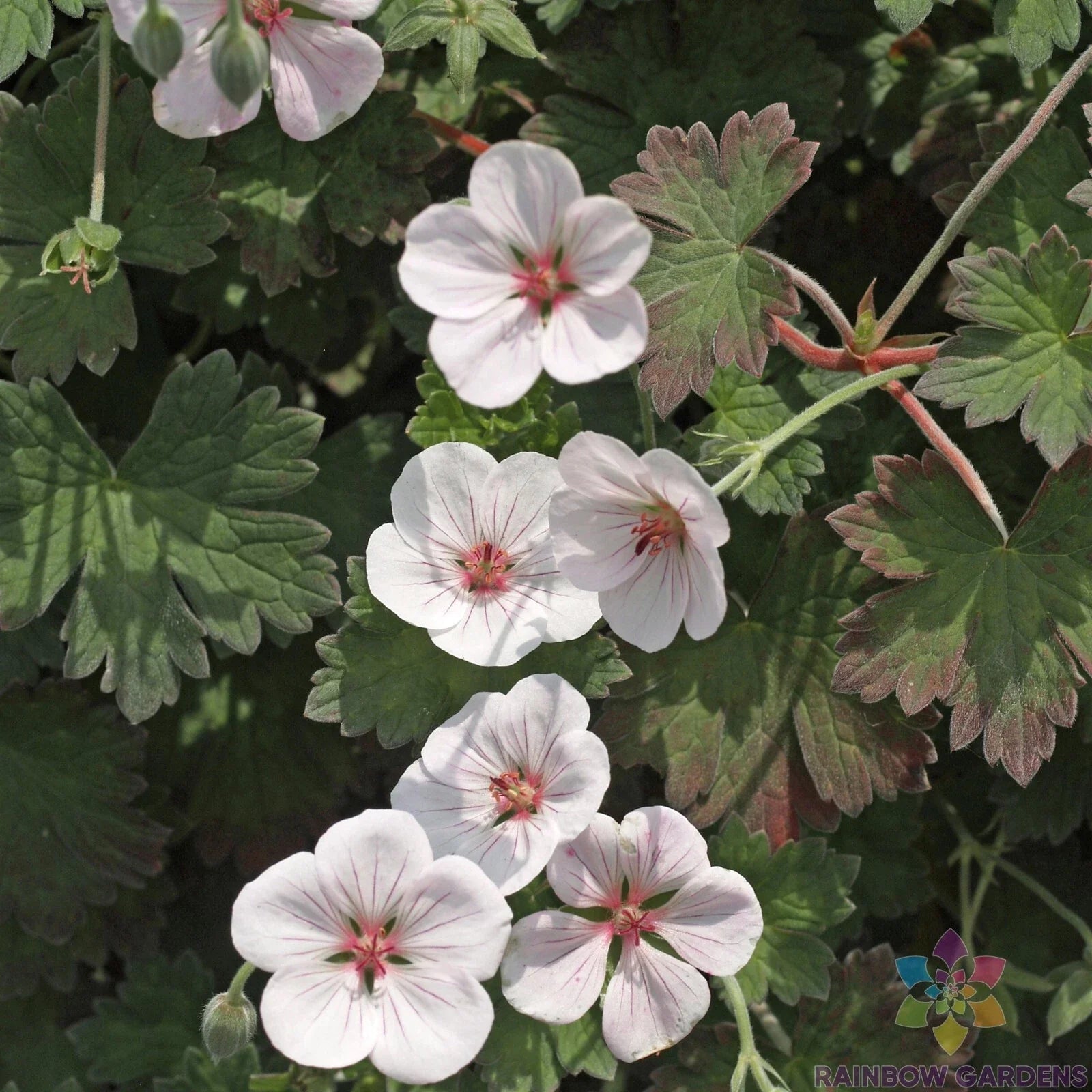 Coombland White Geranium Seeds - 25+ Pack Pelargonium × hortorum for Garden Planting, Outdoor & Container Use