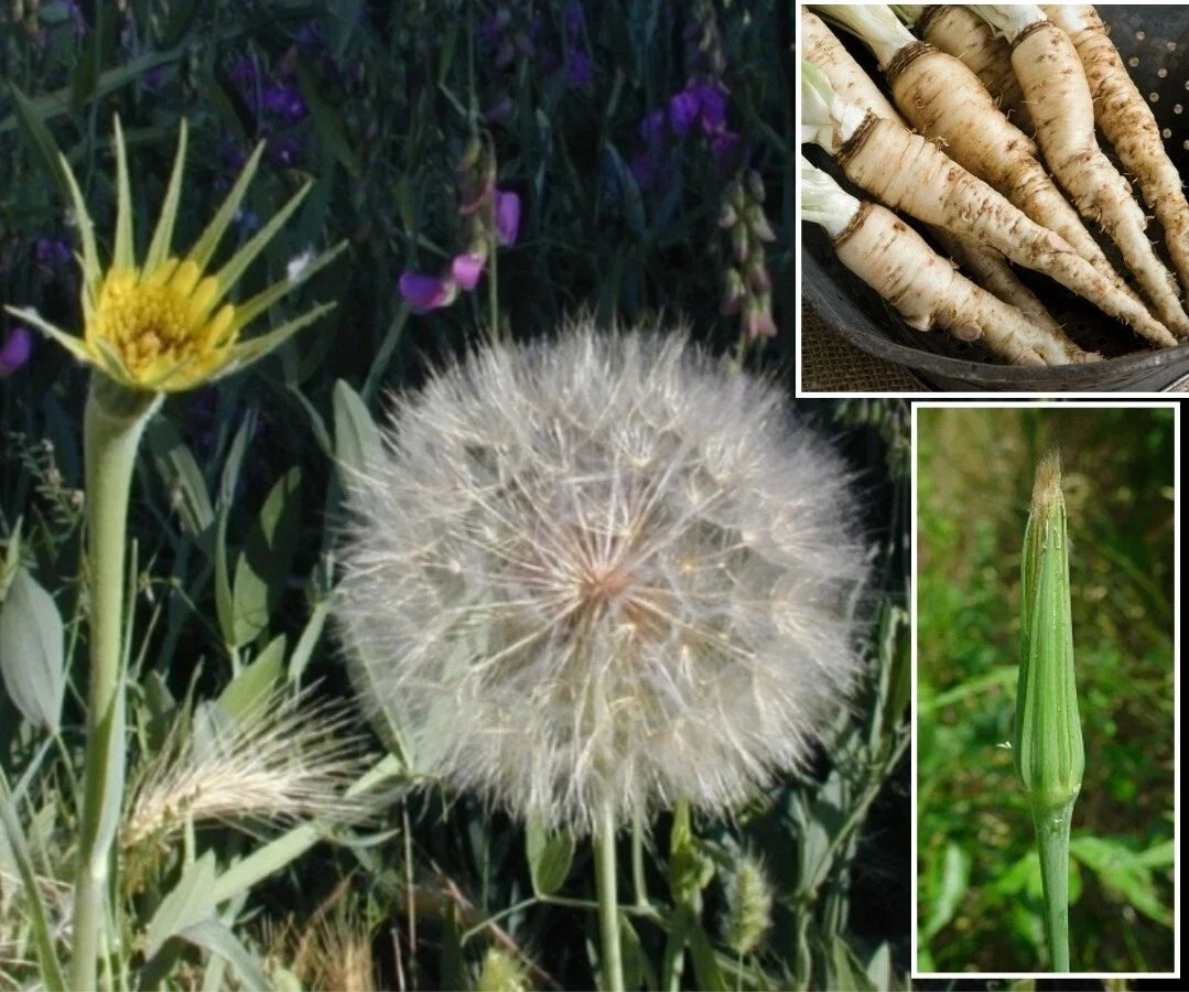 Mammoth Sandwich Island Salsify Seeds – Pack of 50+ Tragopogon porrifolius White Oyster Root Seeds