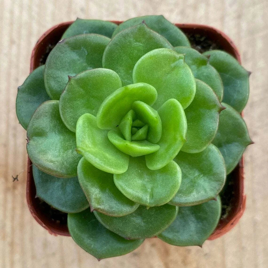 Rare Sedeveria 'Rolly' Succulent Plant in 2" Pot for Indoor Wall Decor, Low Maintenance, Unique Home Decor