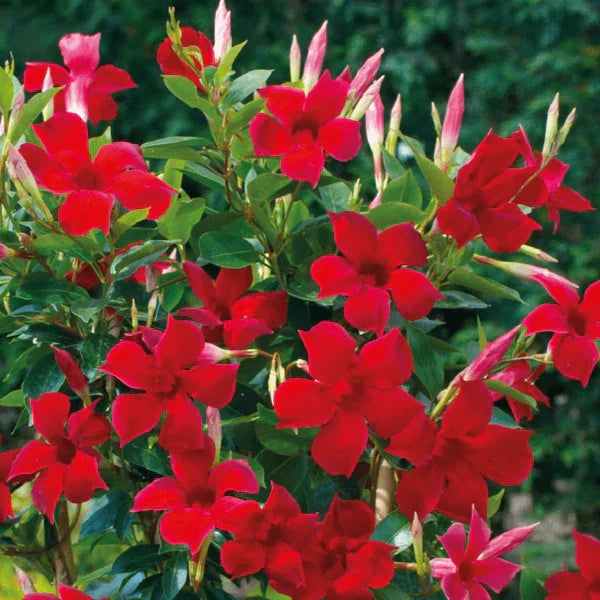 Set of 2 Live Red Mandevilla Vines - 4–6” Tall - Mandevilla spp.