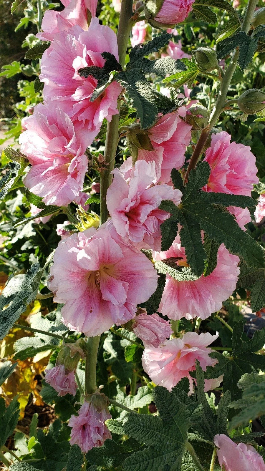 Hollyhock Seeds - Double Pink Flower Pack of 30 - Alcea rosea - Cottage Garden, Pollinator Attractant, Easy to Grow