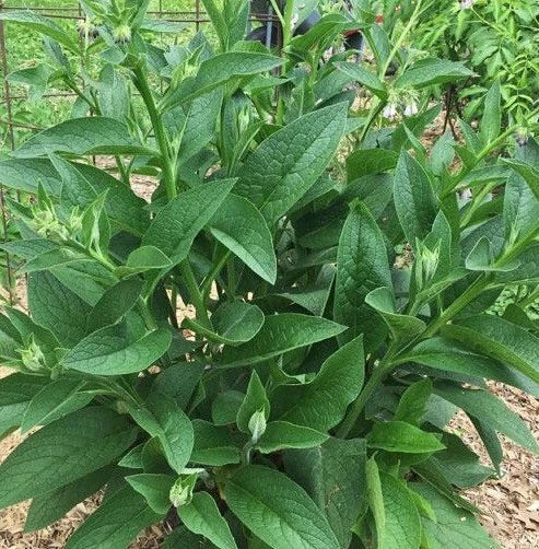 Live Russian Comfrey Plant Root Crowns Bocking #4 - 2.5 lbs Organic Herbal Perennial for Soil Improvement