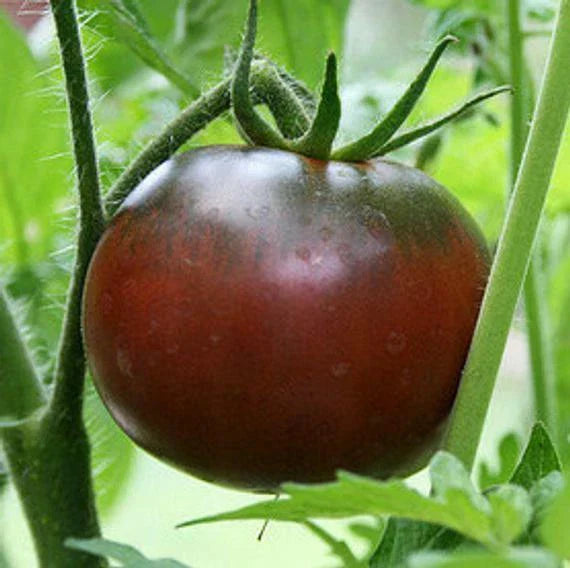 Black Krim Tomato Seeds - Heirloom Solanum lycopersicum for Home Garden