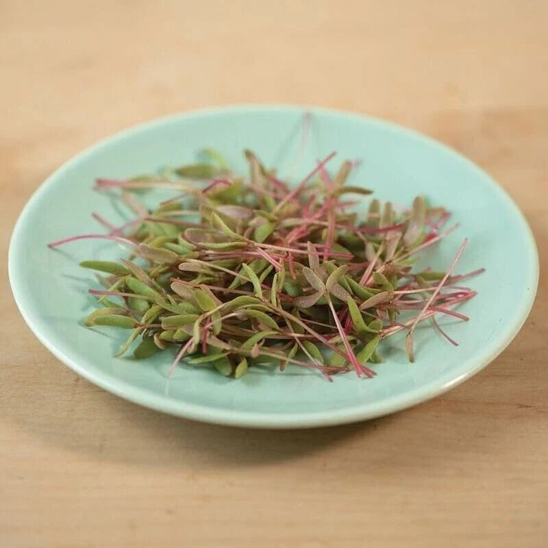 Red Purslane Seeds – Non-GMO, Portulaca Oleracea, Easy to Grow, Nutrient-Rich, Fast Shipping