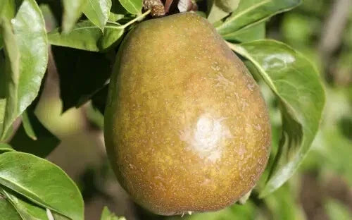 Beurre d'Anjou Pear Seeds – 25+ Pyrus communis Fruit Tree Seeds for Garden Planting, Juicy Pears, Non-GMO, USA Free Shipping