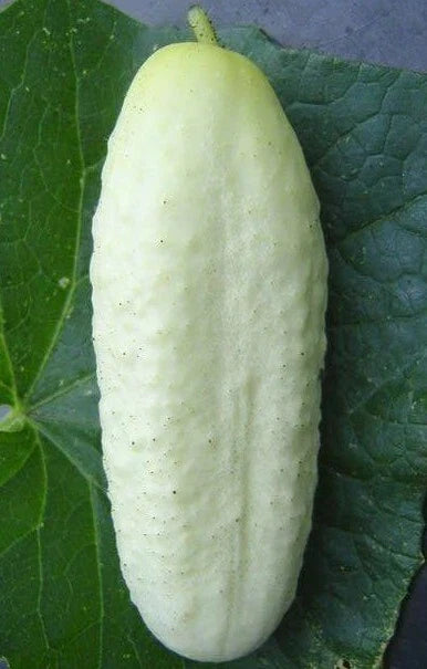 White Wonder Cucumber Seeds - 50+ Seeds - Culinary Pickling Variety - Cucumis sativus
