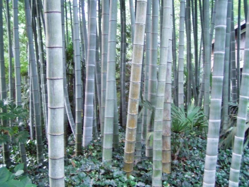 50 Rough Bamboo Seeds for Privacy Garden, Clumping Bambusa vulgaris, Natural Fencing, Landscaping, US Seller