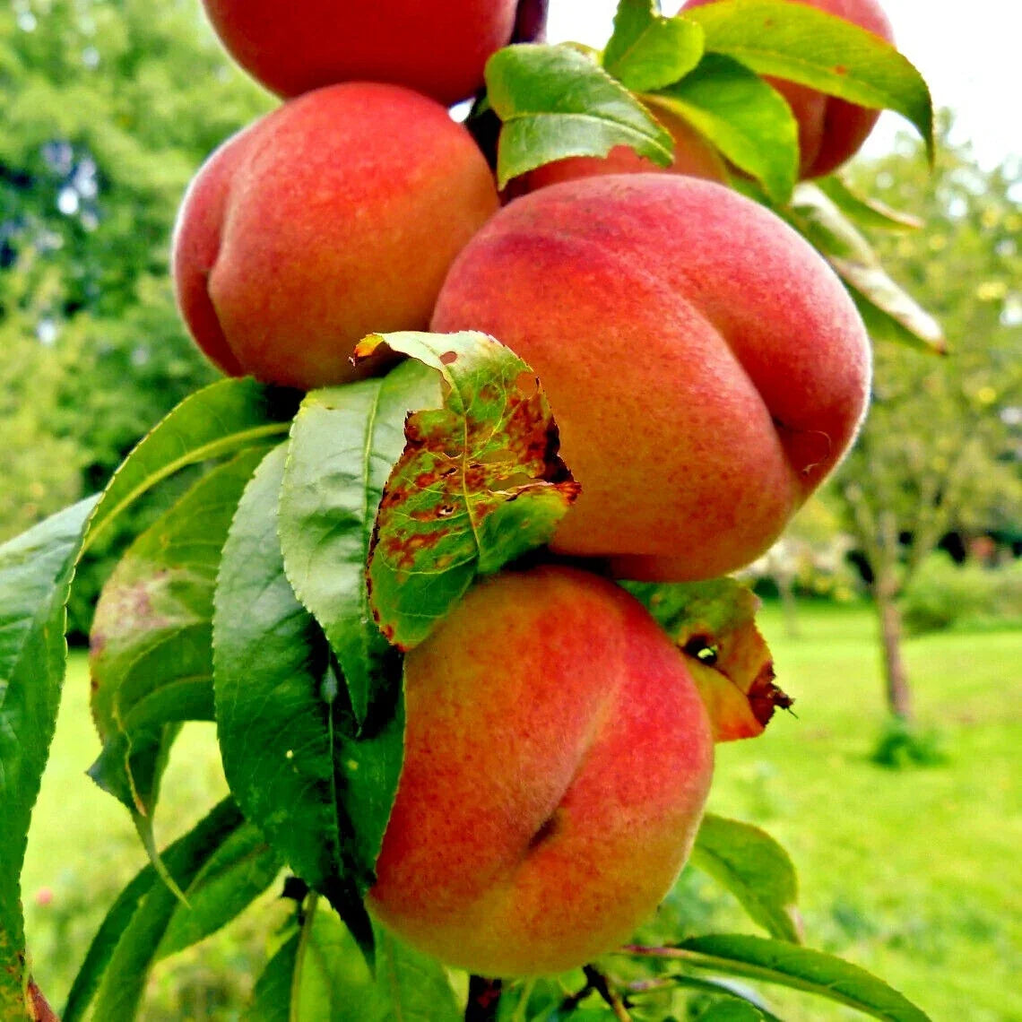 Dwarf Peach Tree Seeds Loring Variety Prunus persica for Small Gardens, Hardy Fruit Plant, Juicy Peaches, Easy to Grow