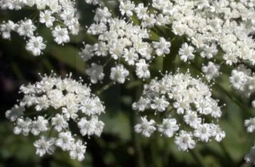 Anise Licorice Herb Seeds - 135 Pack for Culinary, Medicinal & Herbal Gardens - Pimpinella anisum