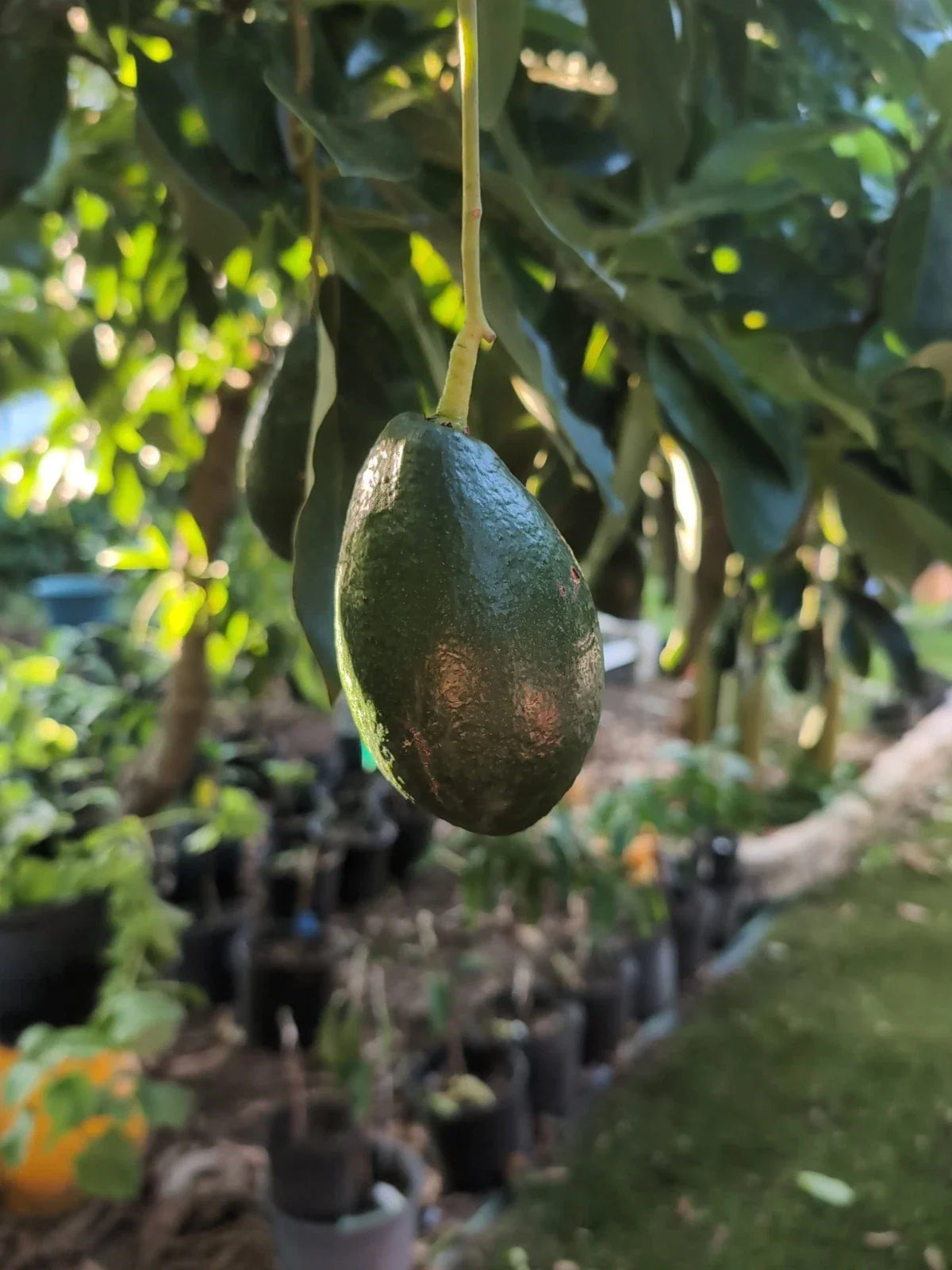 Bacon Avocado Grafting Scions – 3 Cuttings for Home Garden & Orchard – Persea americana