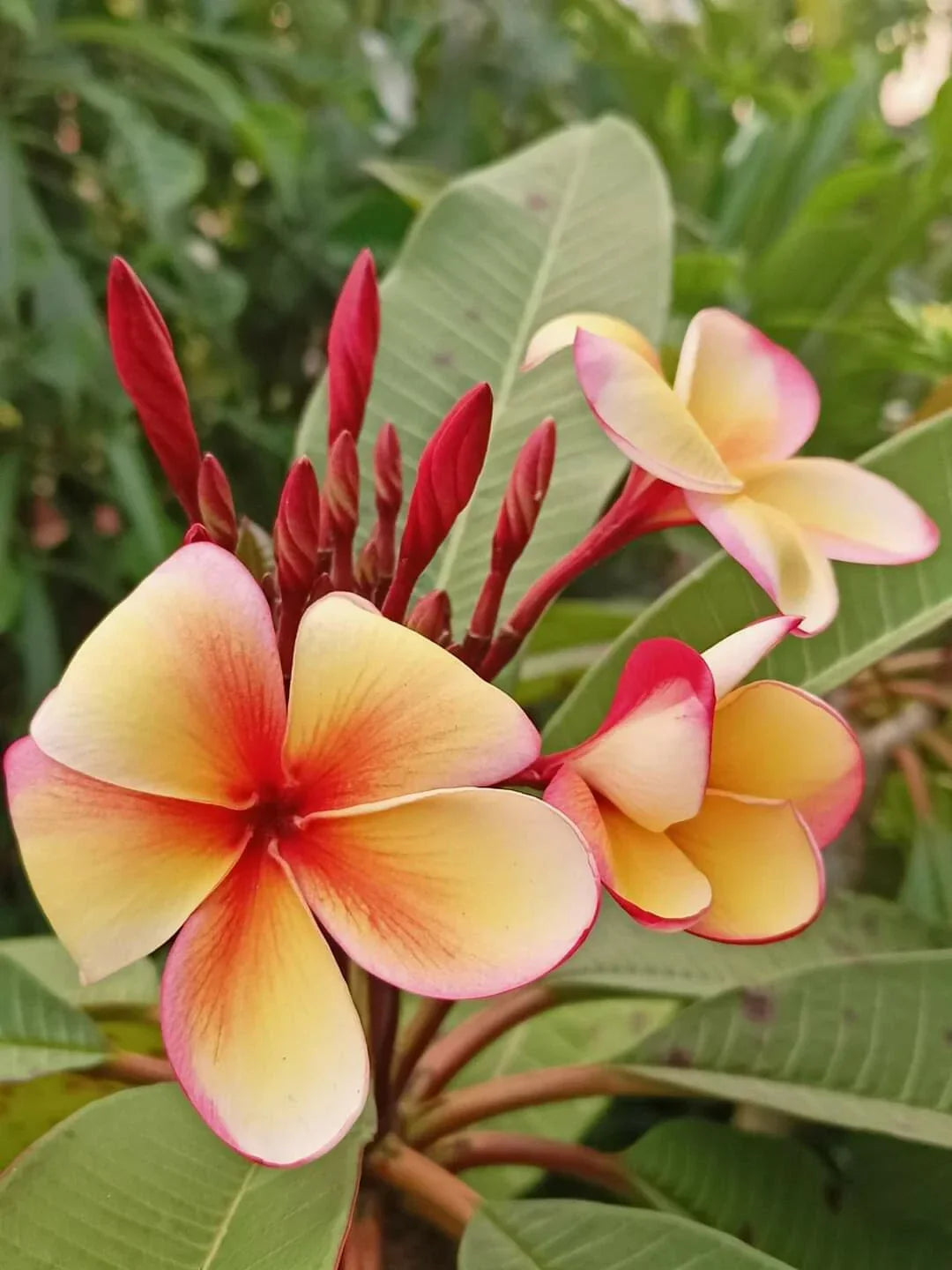 Hawaiian Plumeria Frangipani Plants in 8 oz Pot | Stress-Reducing Tropical Plumeria spp.