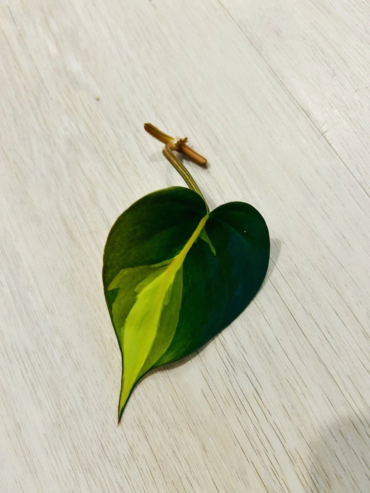 Philodendron Brasil Cutting Nodes for Propagation – Heart-Shaped Variegated Indoor Plant