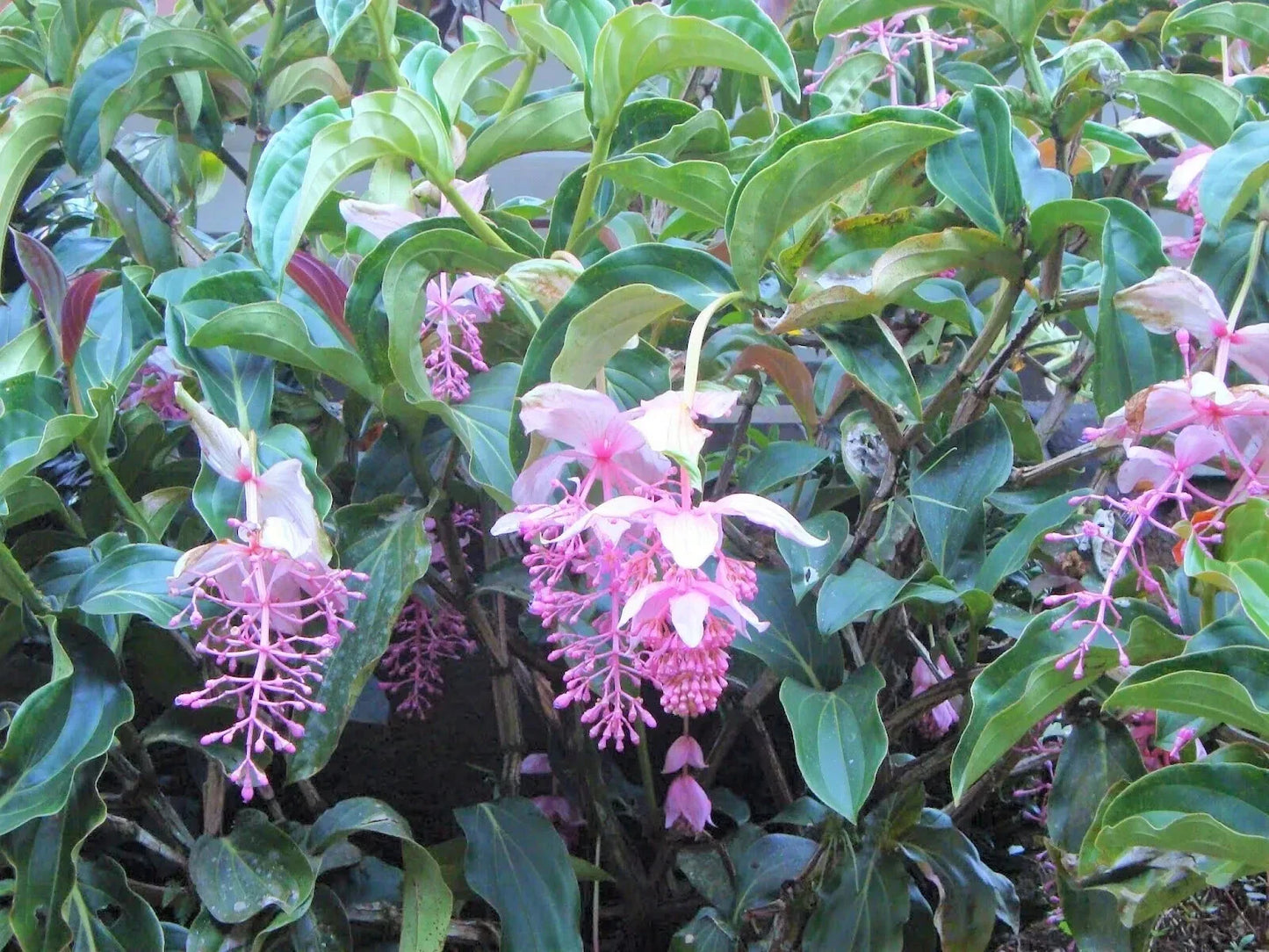 Royal Chandelier Medinilla Plant | Live Well-Rooted Starter | Rare Exotic Medinilla magnifica Indoor Plant