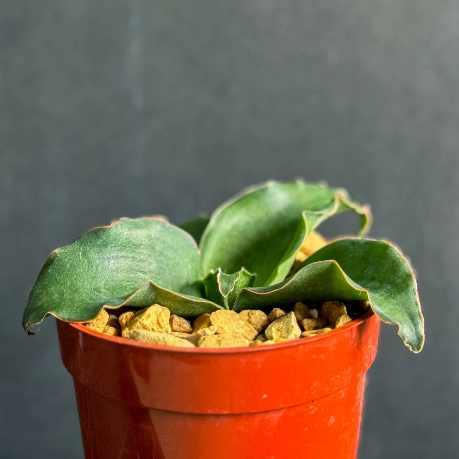 Snake Plant 4-Inch Pot Sansevieria subspicata Indoor Garden Houseplant, Air-Purifying Succulent for Low Light Decor