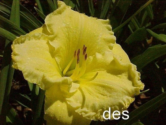 10 Daylilies Live Plants - Emperor's Choice Bright Ruffled Fragrant Daylily (Hemerocallis) for Garden Beds & Containers